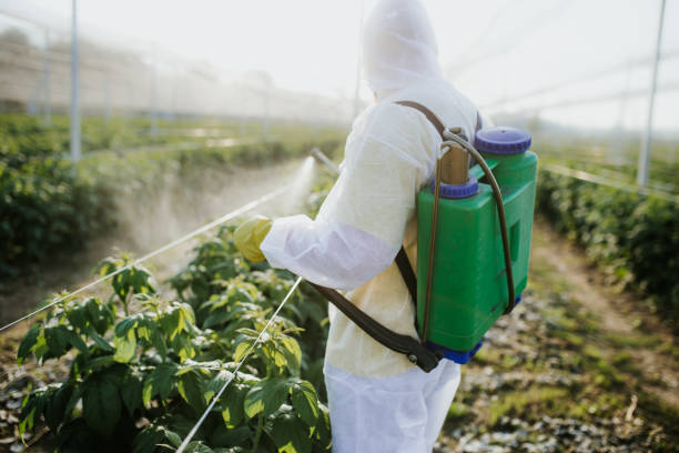 Best Wasp Removal Services  in Elizabethtown, KY